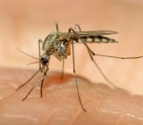 treat-mosquito-bites-naturally-during_pregnancy